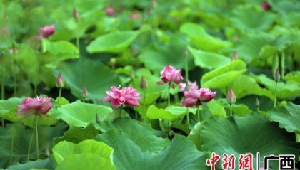 广西容县:夏日荷花引客来