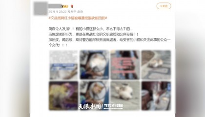 大反转!贵阳“挖眼虐猫”事件系AI编造
