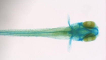 新闻周刊|水中“小白鼠”