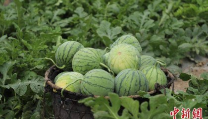 广西钟山：上市“小糖丸”无籽西瓜助农增收
