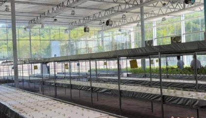 (活力中国调研行)榨菜大脑、基因图谱:百年涪陵榨菜打好“科技牌”