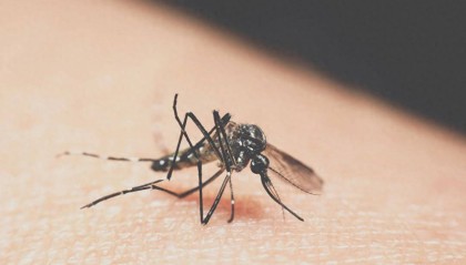 警惕蚊子传播的基孔肯雅热！一周确诊2940例，尚未报告重症和死亡病例，应该如何防治？