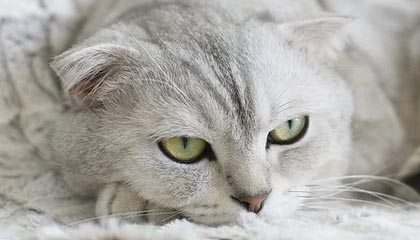 每周股票复盘:大恒科技(600288)控股股东变更及股价大幅波动