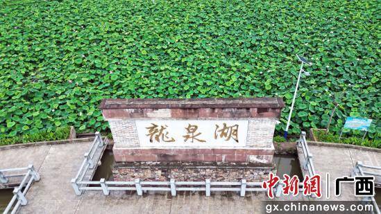 广西容县：夏日荷花引客来
