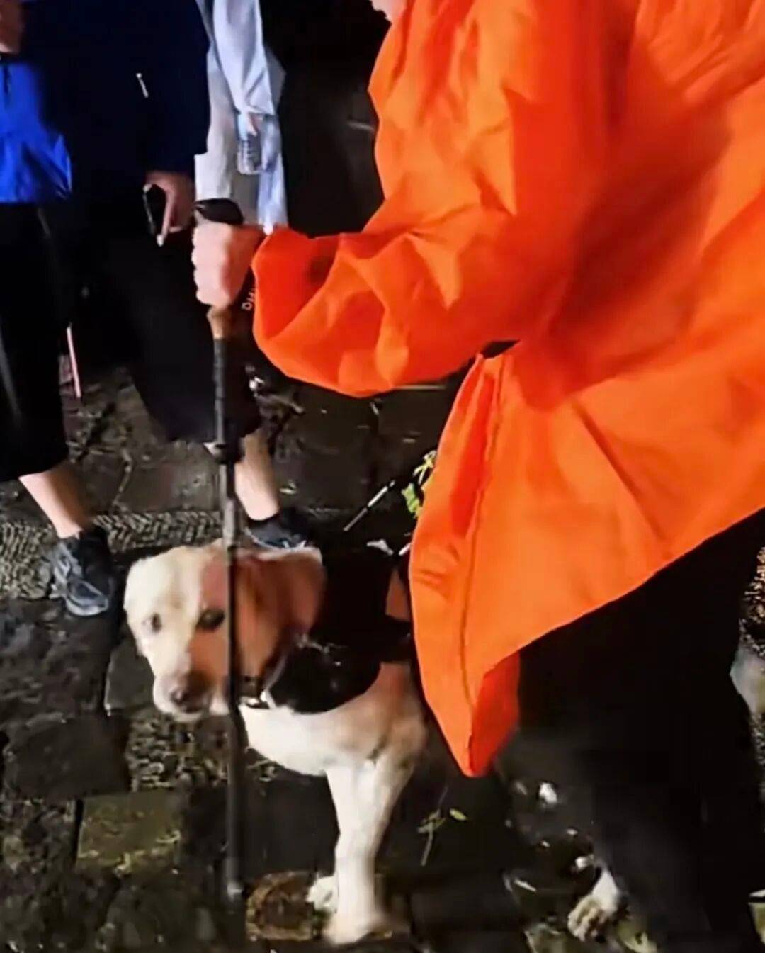 盲人带导盲犬雨夜爬泰山引争议,导盲犬大连基地:暂停导盲犬使用,将派专人专车接回