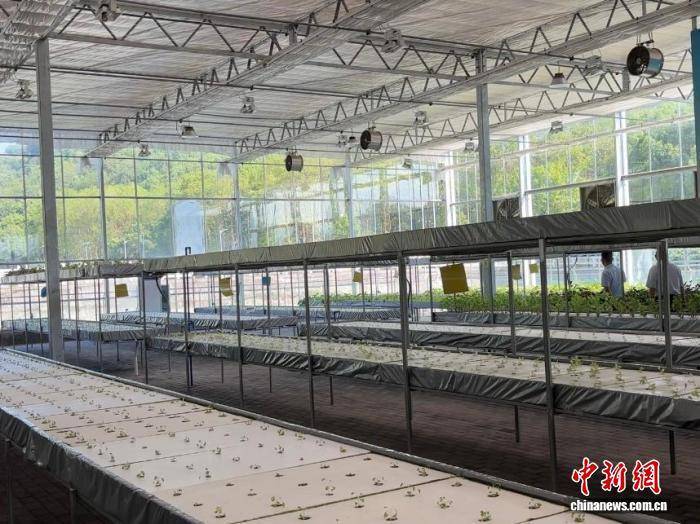 (活力中国调研行)榨菜大脑、基因图谱:百年涪陵榨菜打好“科技牌”